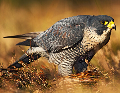 Temperature Control In Falcon Breeding Areas