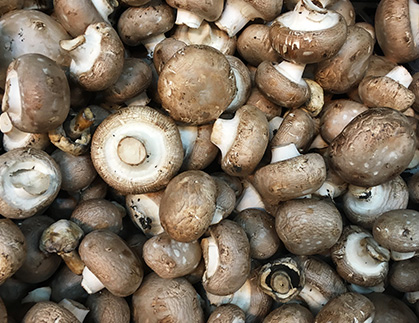 Mushroom Drying
