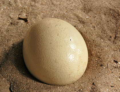 Ostrich Egg Incubators