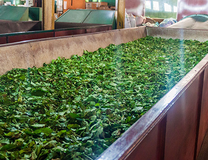 Tea Withering, Rolling, and Drying